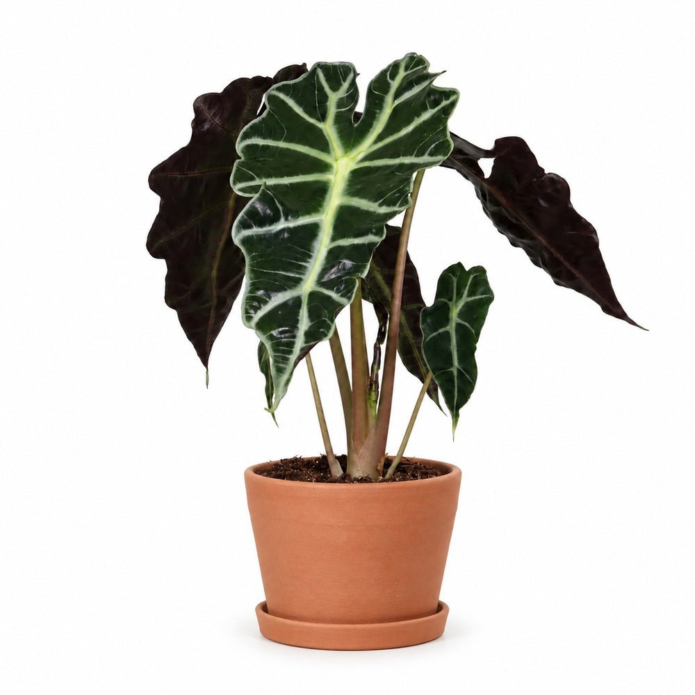 Alocasia Polly (30cm, Ø12cm), Stylingbeispiel im Übertopf (Übertopf nicht enthalten)