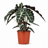 Alocasia Polly (45cm, Ø17cm) im Kulturtopf