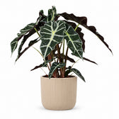 Alocasia Polly (45cm, Ø17cm), Stylingbeispiel im Übertopf (Übertopf nicht enthalten)