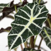 Alocasia Polly, Nahaufnahme Blatt