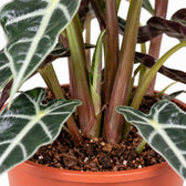 Alocasia Polly, Nahaufnahme Wuchs und Triebansatz