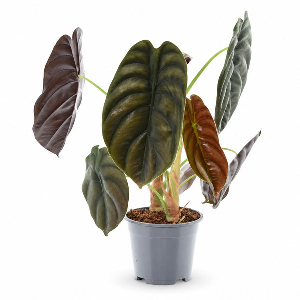 Alocasia Red Secret (35cm, Ø14cm) im Kulturtopf