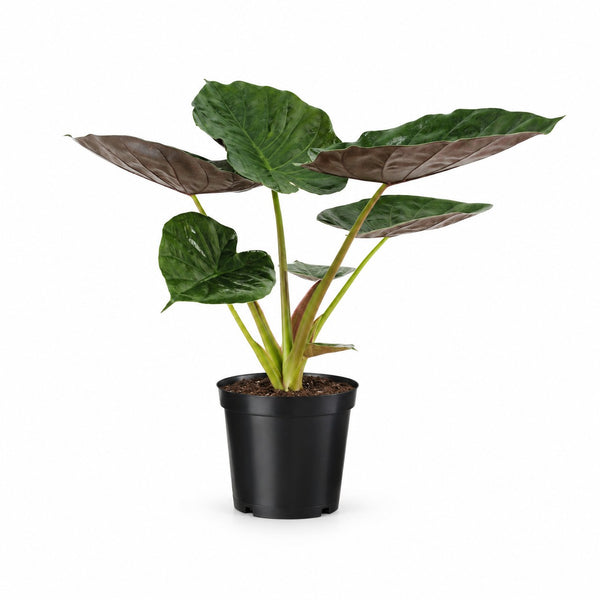 Alocasia Wentii (70cm, Ø19cm) im Kulturtopf