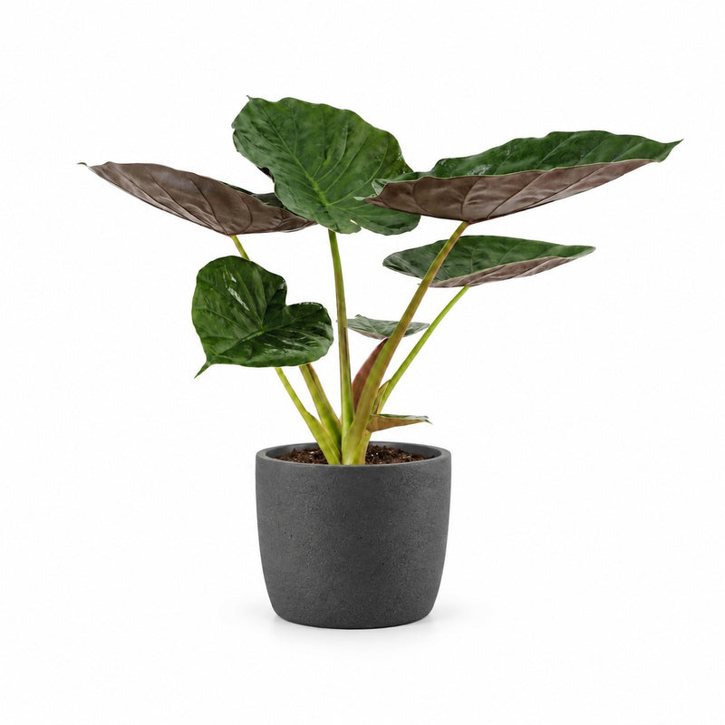 Alocasia Wentii Detail