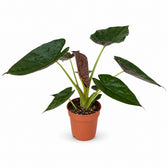 Alocasia Wentii (85cm, Ø19cm) im Kulturtopf