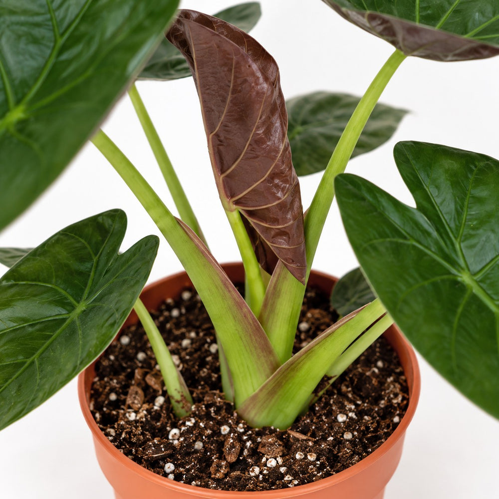 Alocasia Wentii (85cm, Ø19cm), Nahaufnahme Wuchs und Triebansatz