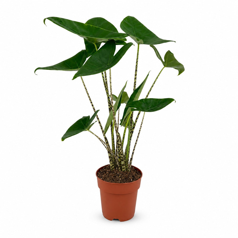 Alocasia Zebrina (75cm, Ø19cm) im Kulturtopf