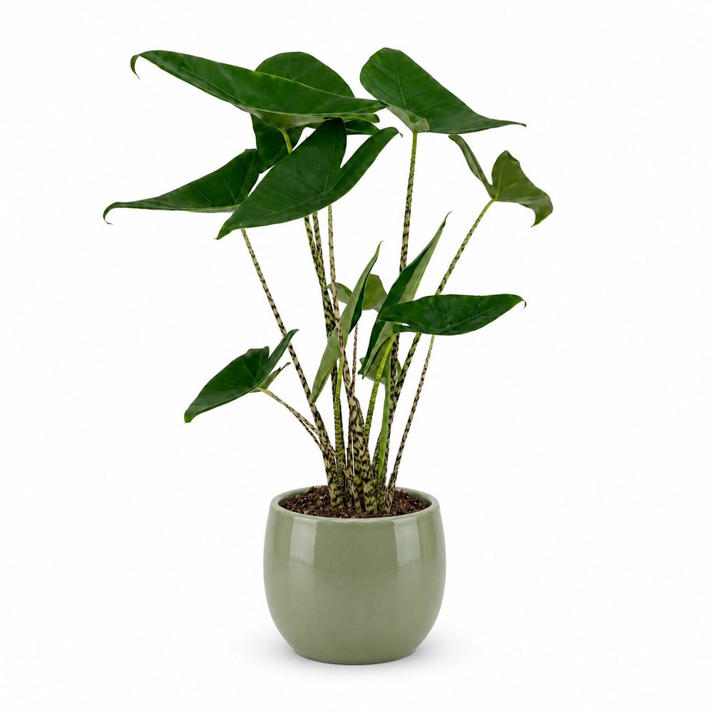 Alocasia Zebrina (75cm, Ø19cm), Stylingbeispiel im Übertopf (Übertopf nicht enthalten)
