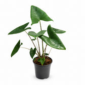 Alocasia Zebrina - 80cm im Kulturtopf