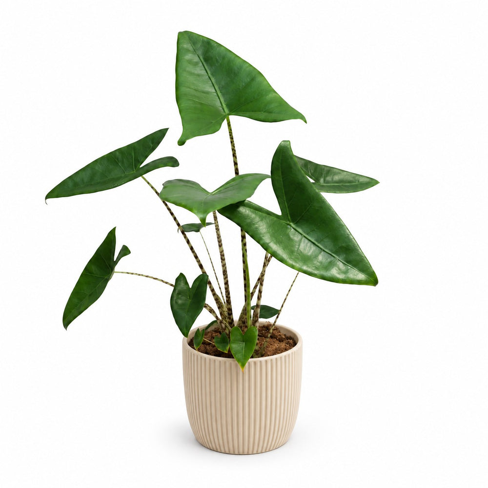 Alocasia Zebrina - 80cm, Stylingbeispiel im Übertopf (Übertopf nicht enthalten)
