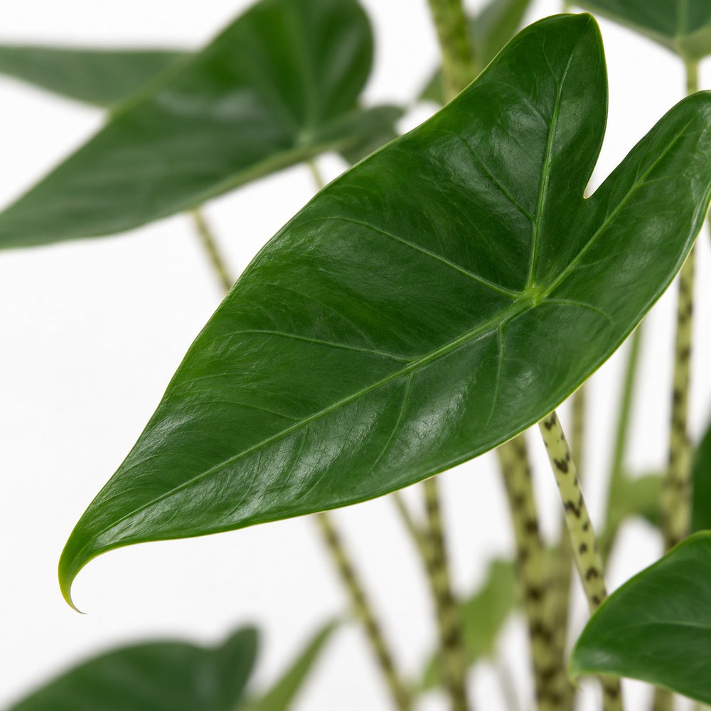 Alocasia Zebrina, Nahaufnahme Blatt