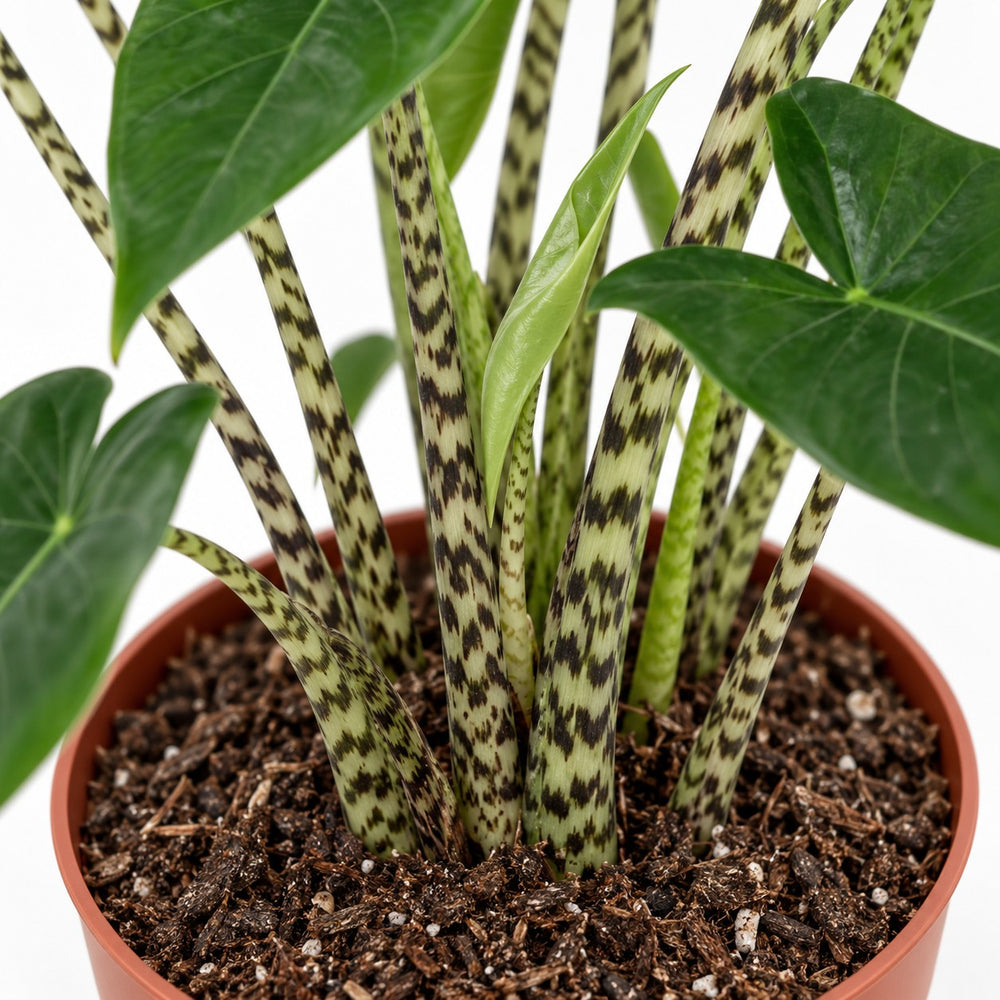 Alocasia Zebrina, Nahaufnahme Wuchs und Triebansatz
