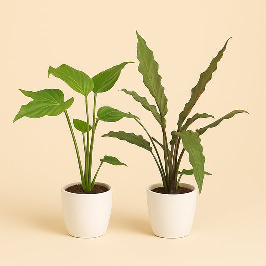 Alocasia Cucullata und Alocasia Lauterbachiana -  60cm-75cm