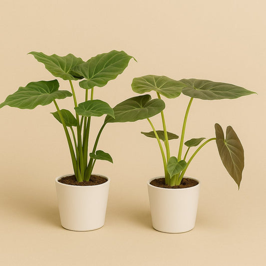 Alocasia Cucullata und Alocasia Wentii - 60cm