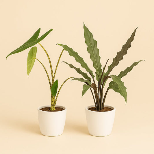 Alocasia Zebrina und  Alocasia Lauterbachiana - 75cm