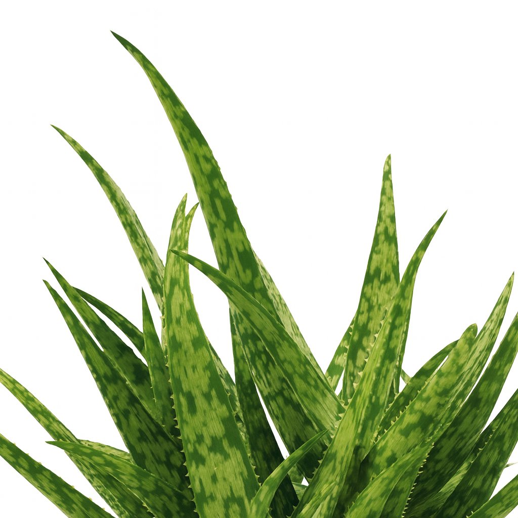 Aloe Spider 15cm Nahaufnahme