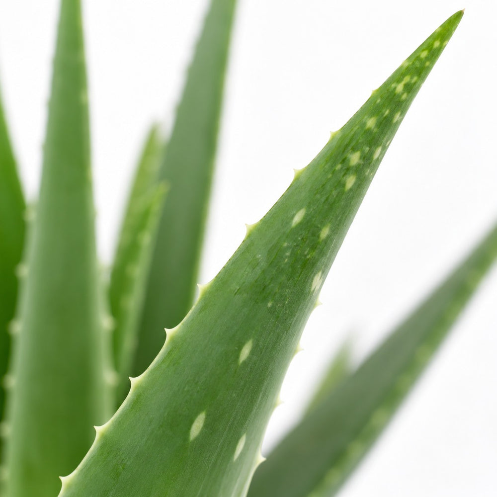 Aloe Vera, Nahaufnahme Blatt