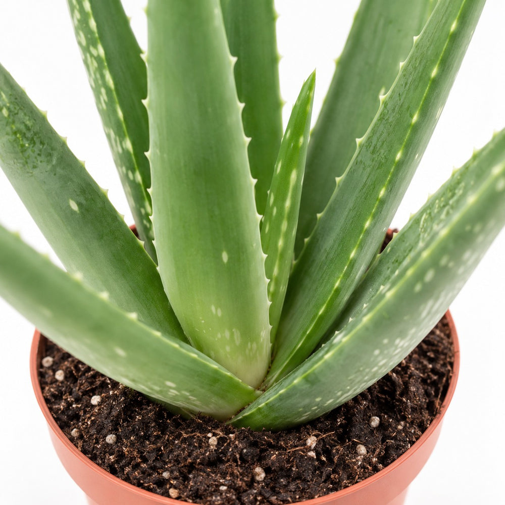 Aloe Vera, Nahaufnahme Wuchs und Triebansatz