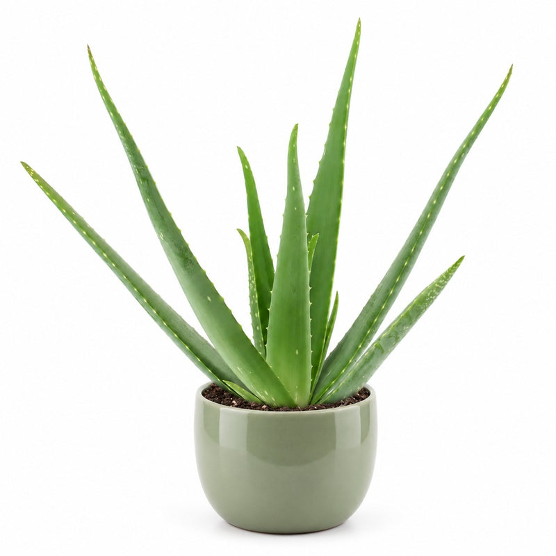 Aloe Vera - 45cm Detail