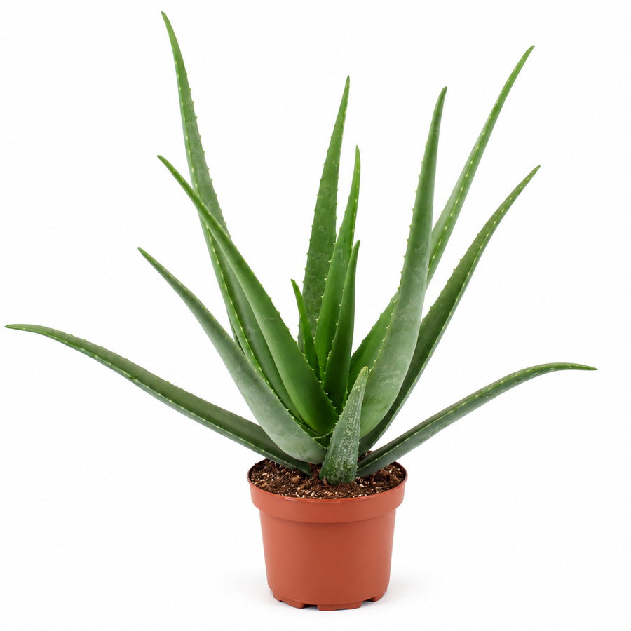 Aloe Vera (70cm, Ø19cm) im Kulturtopf