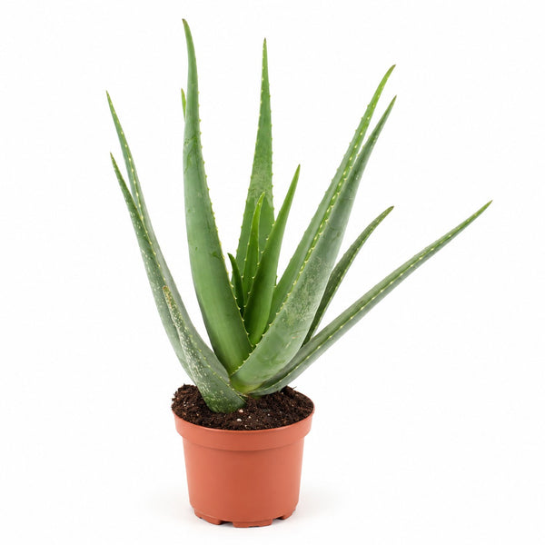 Aloe Vera - 70cm im Kulturtopf