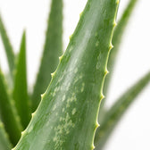 Aloe Vera, Nahaufnahme Blatt