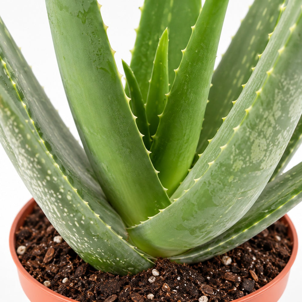 Aloe Vera, Nahaufnahme Wuchs und Triebansatz