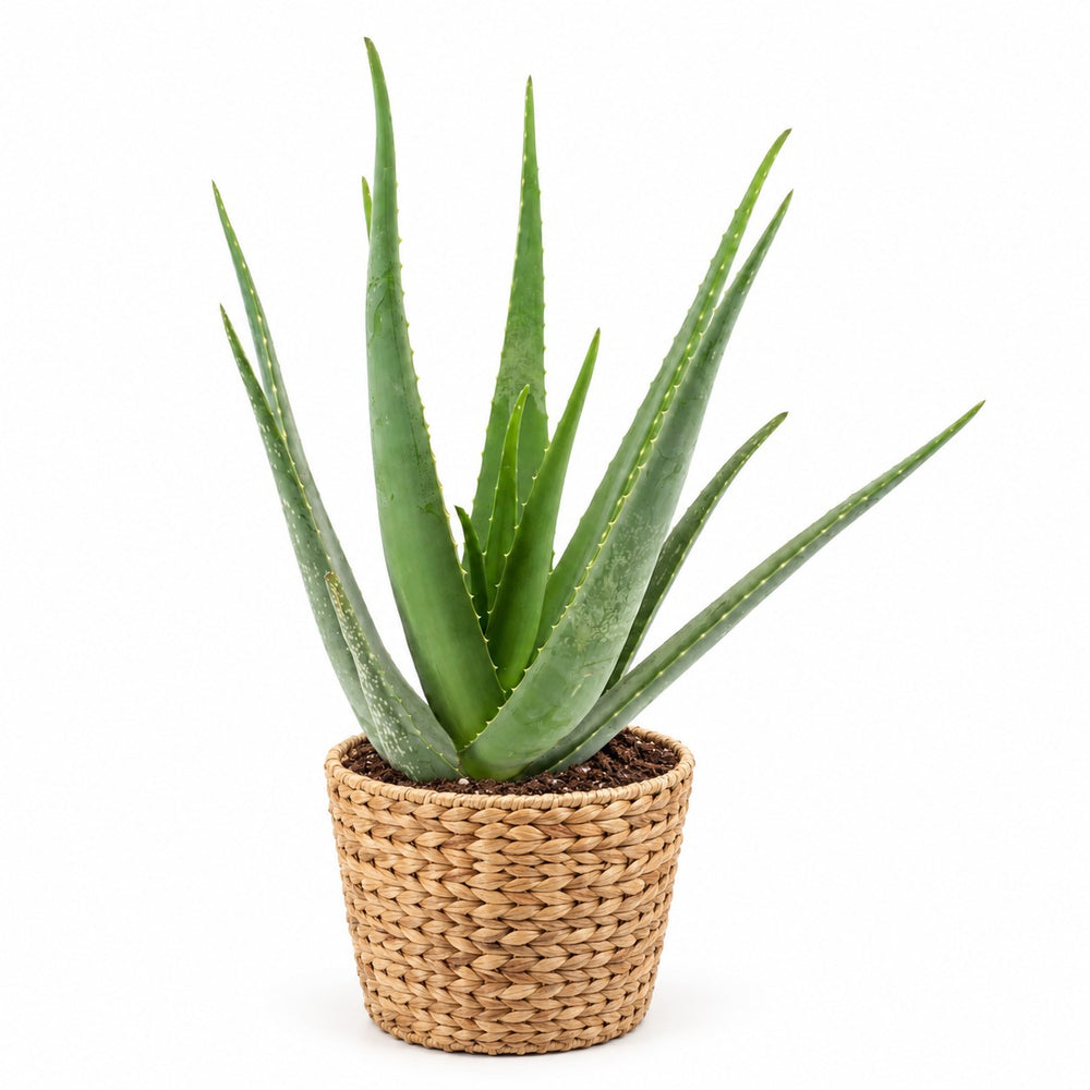Aloe Vera - 70cm, Stylingbeispiel im Übertopf (Übertopf nicht enthalten)