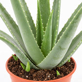 Aloe Vera XL, Nahaufnahme Wuchs und Triebansatz
