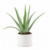 Aloe Vera XL - 70cm, Stylingbeispiel im Übertopf (Übertopf nicht enthalten)