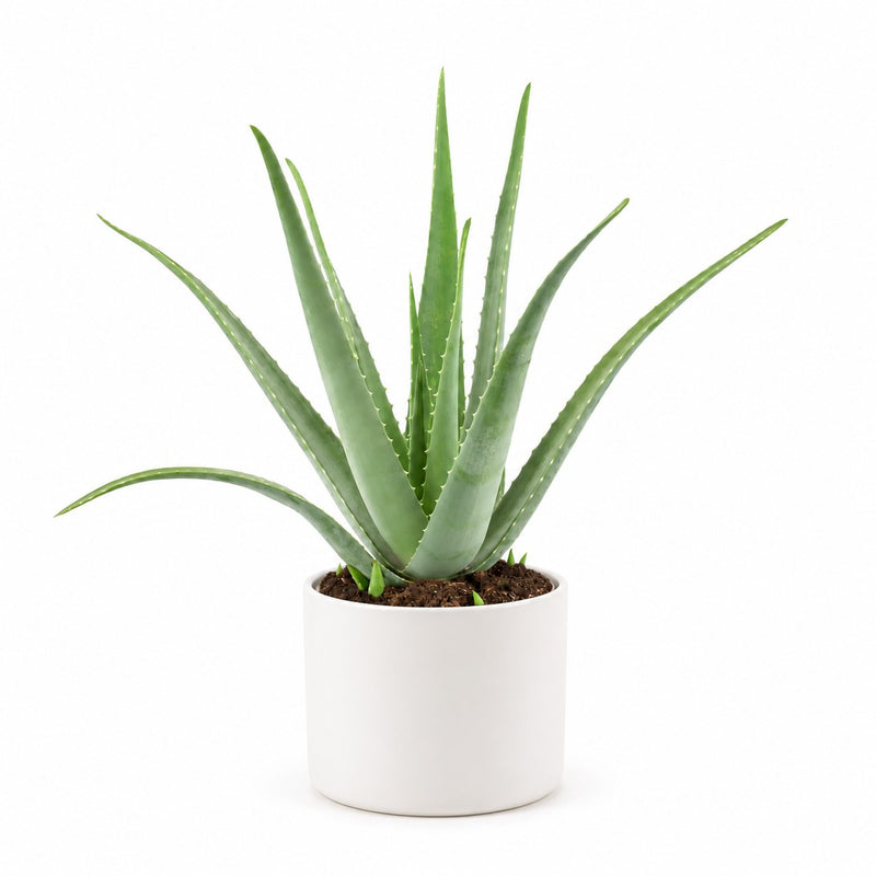 Aloe Vera XL - 70cm Detail