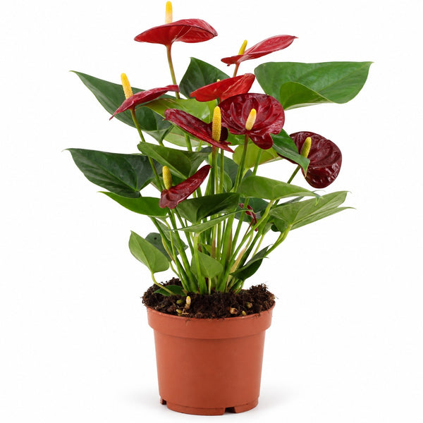 Anthurium Calon - 36cm im Kulturtopf