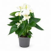Anthurium White (43cm, Ø12cm) im Kulturtopf