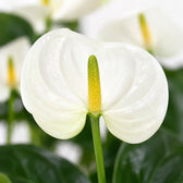 Anthurium White, Nahaufnahme Blatt
