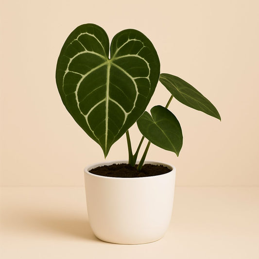 Anthurium Crystallinum - 20cm