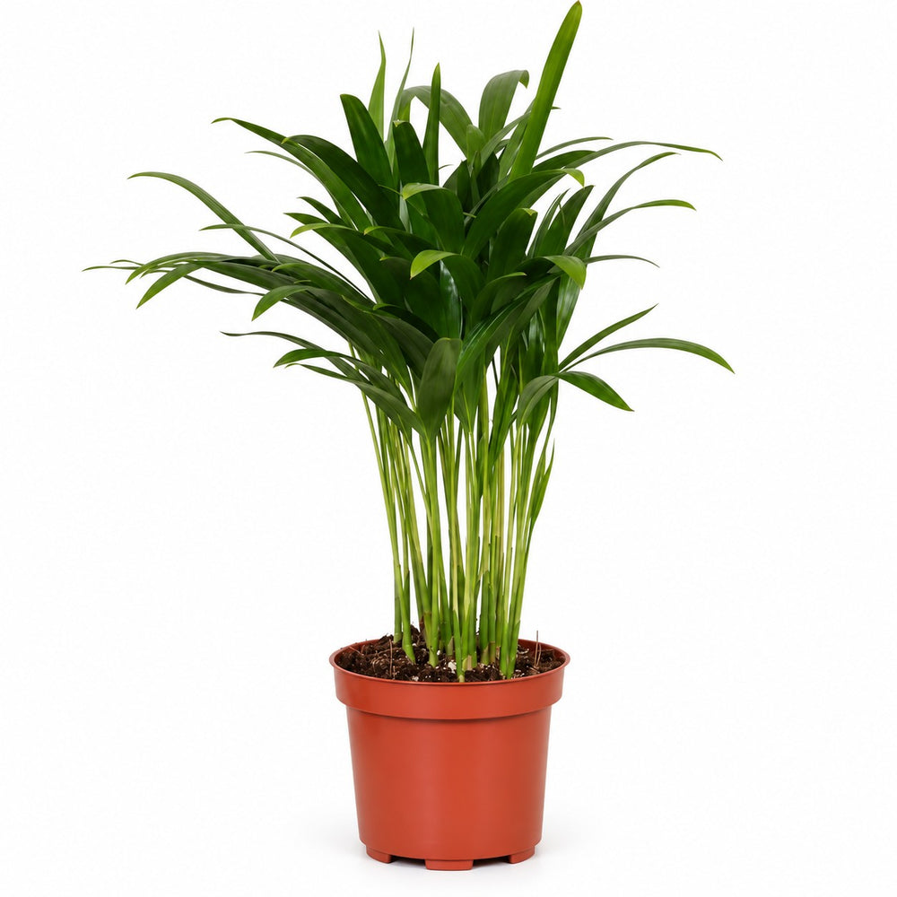 Areca Palme - 35cm im Kulturtopf
