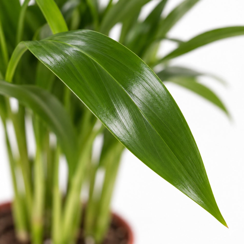 Areca Palme, Nahaufnahme Blatt
