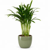 Areca Palme - 35cm, Stylingbeispiel im Übertopf (Übertopf nicht enthalten)
