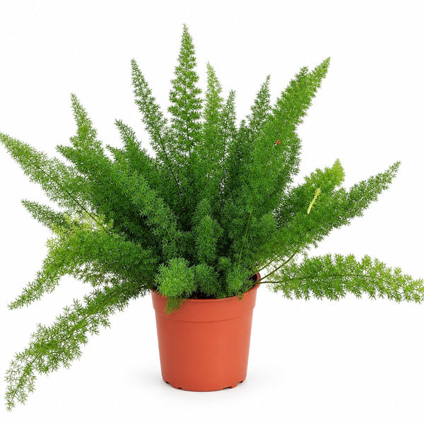 Asparagus Densiflorus Meyeri (60cm, Ø27cm) im Kulturtopf