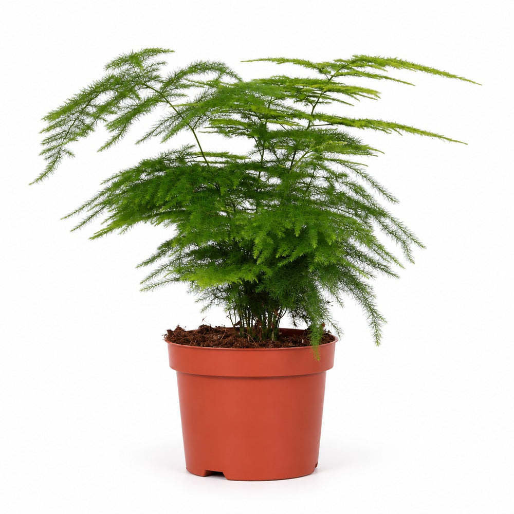 Asparagus Setaceus (28cm, Ø12cm) im Kulturtopf