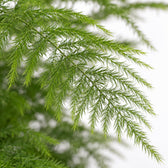 Asparagus Setaceus (28cm, Ø12cm), Nahaufnahme Blatt