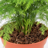 Asparagus Setaceus (28cm, Ø12cm), Nahaufnahme Wuchs und Triebansatz
