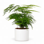 Asparagus Setaceus (28cm, Ø12cm), Stylingbeispiel im Übertopf (Übertopf nicht enthalten)
