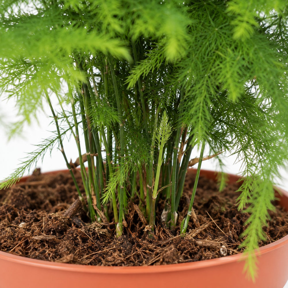 Asparagus Setaceus (35cm, Ø12cm), Nahaufnahme Wuchs und Triebansatz