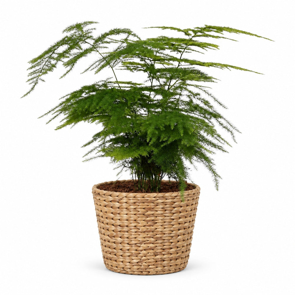 Asparagus Setaceus (35cm, Ø12cm), Stylingbeispiel im Übertopf (Übertopf nicht enthalten)