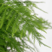 Asparagus Setaceus (45cm, Ø17cm), Nahaufnahme Blatt