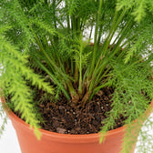 Asparagus Setaceus (45cm, Ø17cm), Nahaufnahme Wuchs und Triebansatz