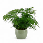 Asparagus Setaceus (45cm, Ø17cm), Stylingbeispiel im Übertopf (Übertopf nicht enthalten)