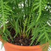 Asparagus Setaceus, Nahaufnahme Wuchs und Triebansatz