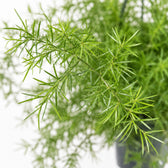 Asparagus Sprengeri hängend, Nahaufnahme Blatt